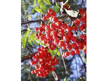 ������ ������� ����� (��������).jpeg