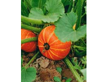 ��������� �����.jpg