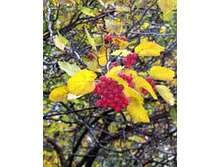 ���������� ����� (��������).jpeg