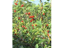 �������� ����� (��������)..jpeg