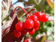 ������ ����� (��������).jpeg