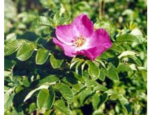 ��������� ����� (��������).jpeg