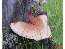 ����� ����� (��������).jpeg