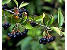 ������ ������������ ����� (��������).jpeg