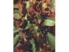 ����������� ����� (��������).jpeg