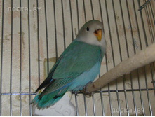 animals-parrots-and-birds-parrots-1-1.800.jpg