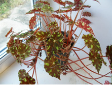 ������ ���������� ����� +)+/