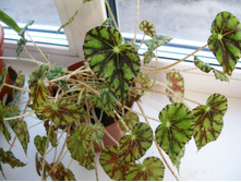 ������ ���-������� +)+/