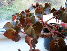 �. ������������� ������+)+/