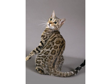 IMG_0390 �����.jpg