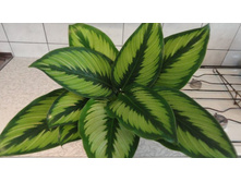 ������� ����� ����- 250 - 350 ���.