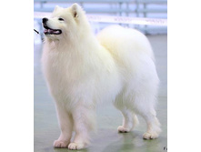 ����: Smiling Snowball Moon Walk