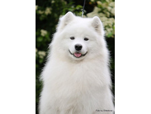 ����: Smiling Snowball Moon Walk