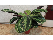 ������� �������� -  ��  600 ���. 