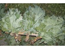 ����� ������� 80 ���..jpg