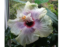 Millennium Superstar.jpg