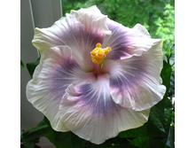 Tahitian Princess.jpg