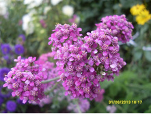 ������������� ��������