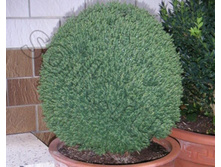 ��� �������� Teddy.jpg