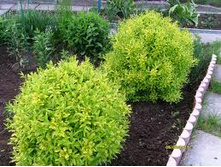 �������� ������������ �����.jpg