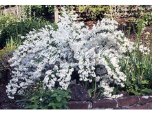 ������ �����������.jpg