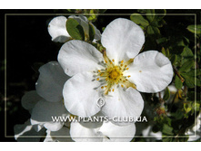 �������� ������������� ��������� (����� ����� ).jpg