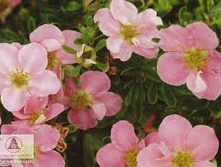 �������� ������������� ���� ����� (����� �������).jpg