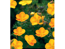 �������� ������������� �������� (����� ���������).jpg