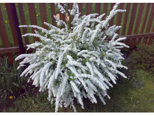 ������ ����� ��������.jpg