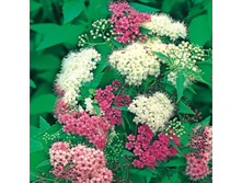 ������ �������� \"��������\"