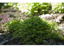 ����������� ����������� ������.jpg