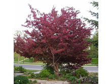 ������ ������������ ������.jpg