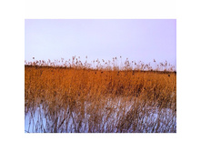 ��������� �������� ������