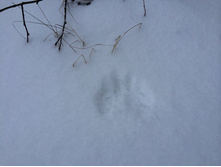 ����? �������?