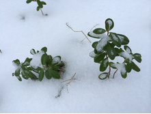 ���� ��������