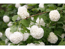 ������ ���������.jpg