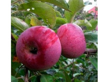 ������ �����.jpg