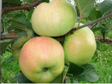 ������ ��������.jpg