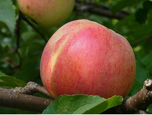 ������ �����������.jpg