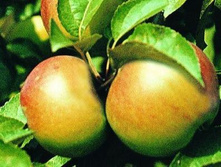 ������ �������.jpg