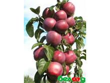 ������ �����.jpg