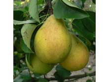 ����� ����.jpg