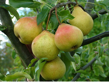 ����� ������ ��������.jpg