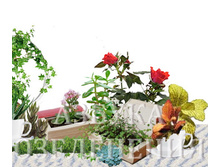 ������� ��������3-1.jpg