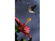 MC04-1 ������������ �����