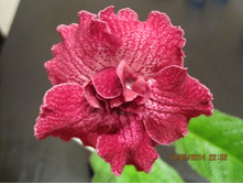 DS-�������