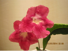 DS-��������� ����