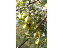 DSC_0133_�������� ������.JPG