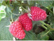 ������ ��������.jpg