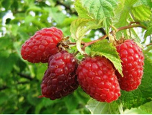 ������ �����.jpg